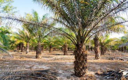 Colombian Investors, Agri. Ministry in talks to establish Palm Oil industry