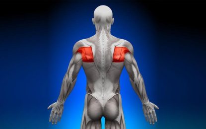 Familiarize yourself with muscles in the body (Part 1)