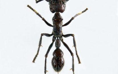 The Bullet ant (Munuri)