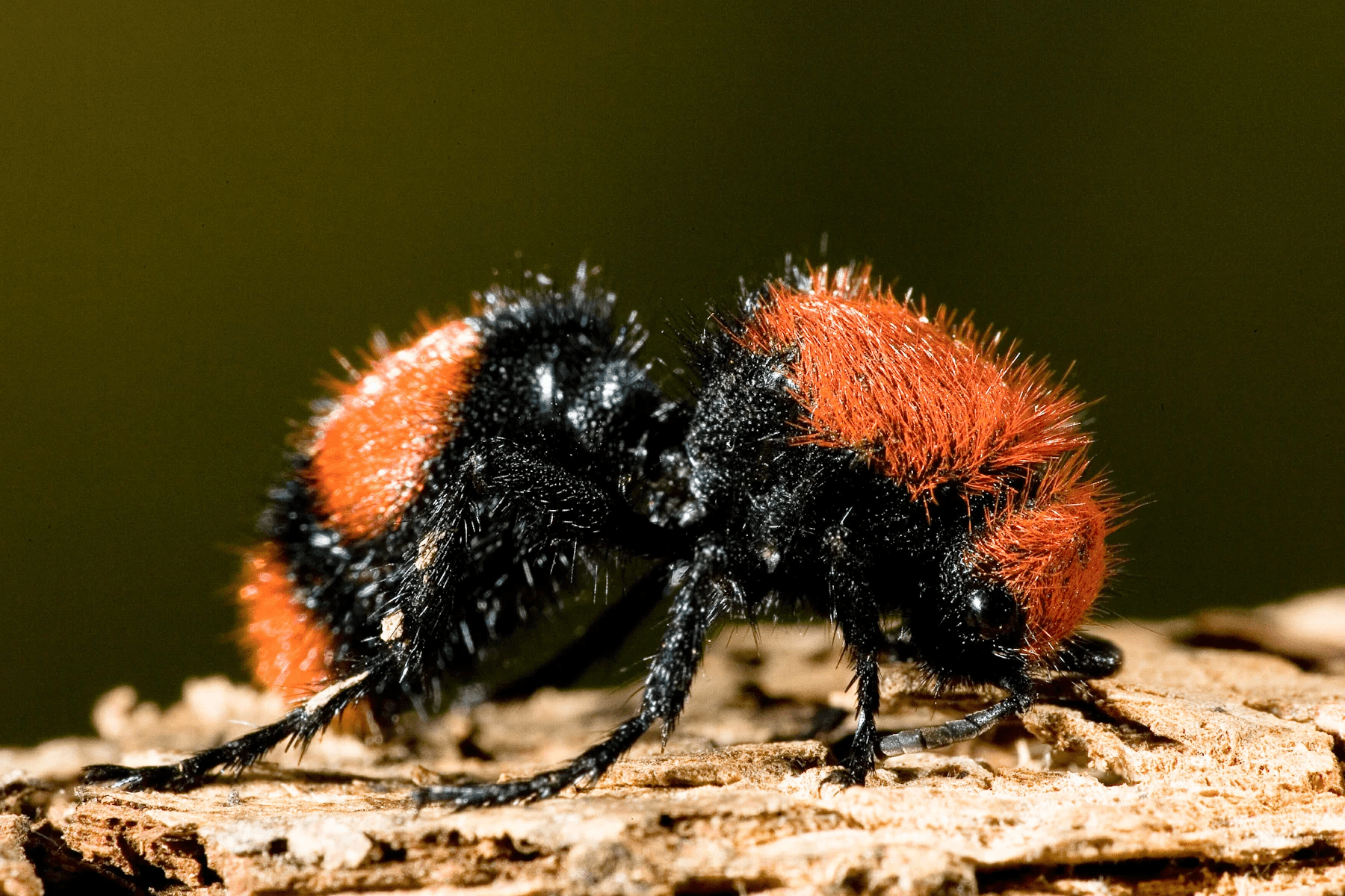 The velvet ant (Mutillidae) - Kaieteur News