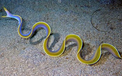 Ribbon eel (Rhinomuraena quaesita)