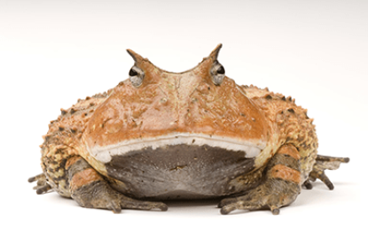 The Suriname Horned Frog