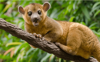 Kinkajou/ Night Monkey