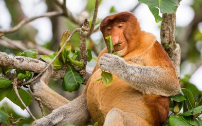 Proboscis Monkey (Nasalis larvatus)