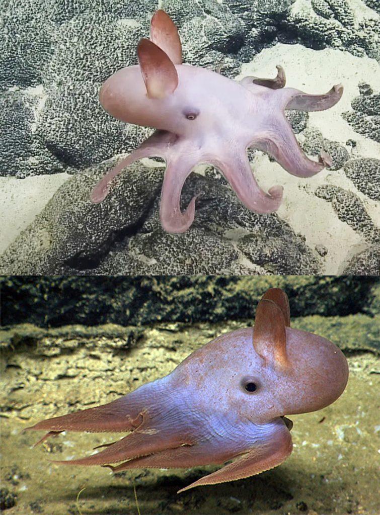 Dumbo Octopuses - Kaieteur News