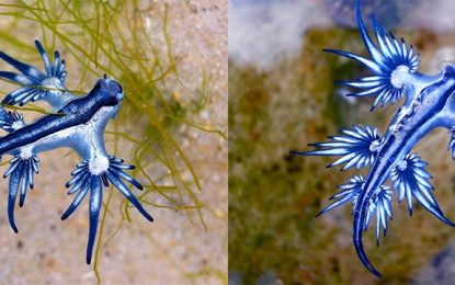 The Blue Dragon (Glaucus Alanticus)