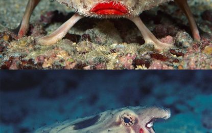 The red-lipped batfish – A sea creature that walks