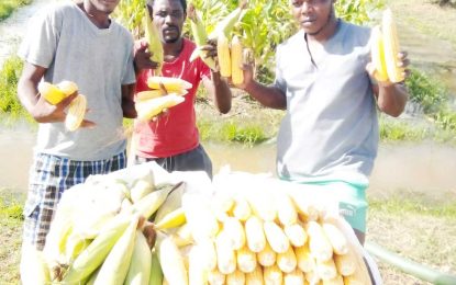 Agri program at Lusignan prison produce quantity of corn