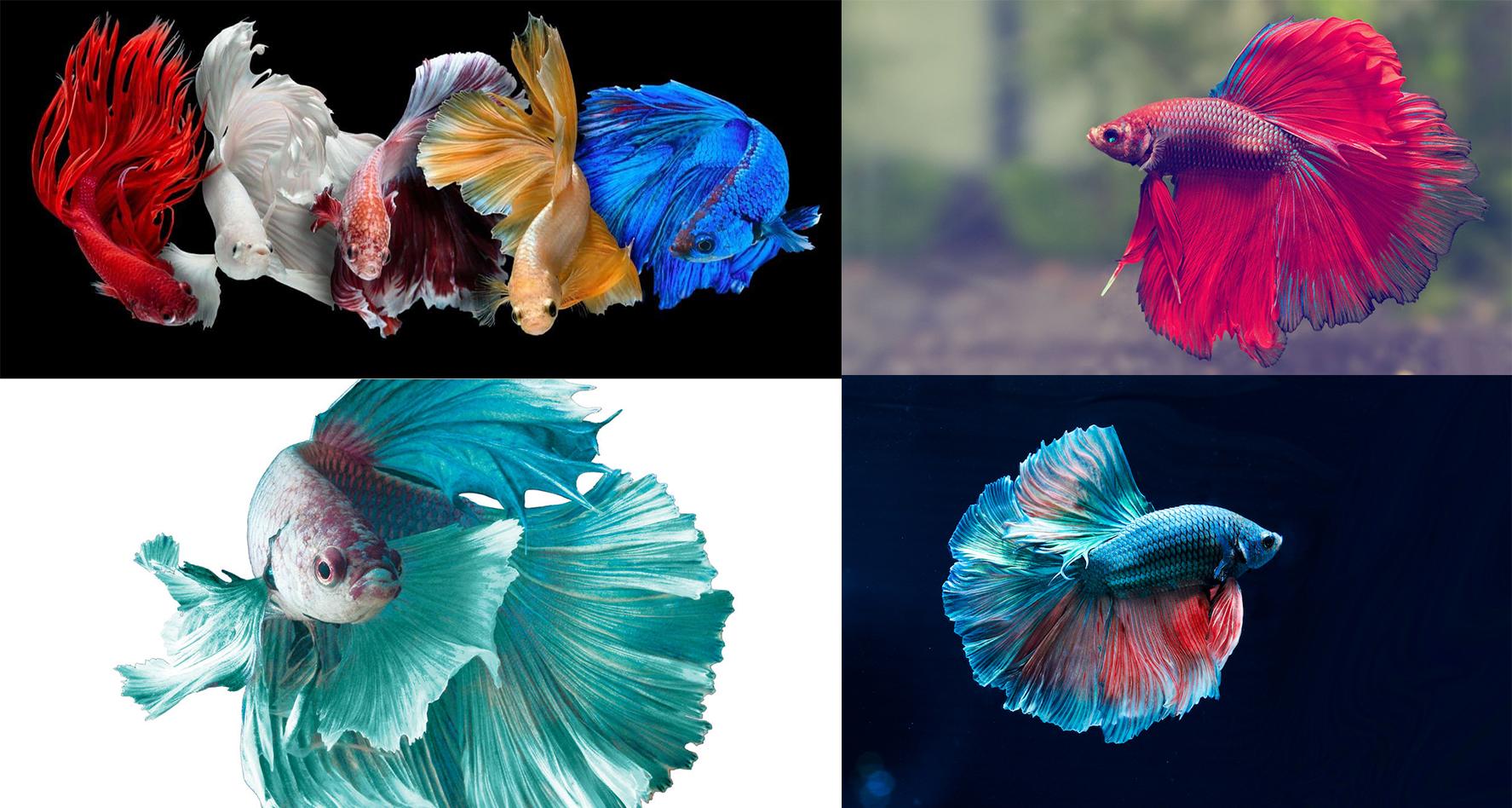 siamese fighting fish fighting each other