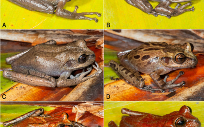 New species of frog discovered at Guyana/Brazil Border