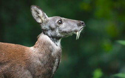 The Vampire Deer