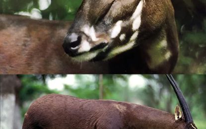 The Asian Unicorn (Saola)