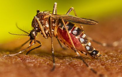 Guyana recording 100 new dengue infections per week