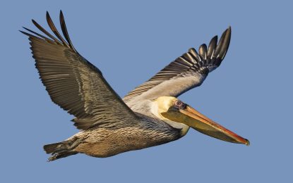 The Brown Pelican (Pelecanus occidentalis)