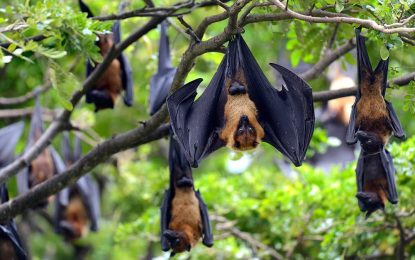 Flying Foxes