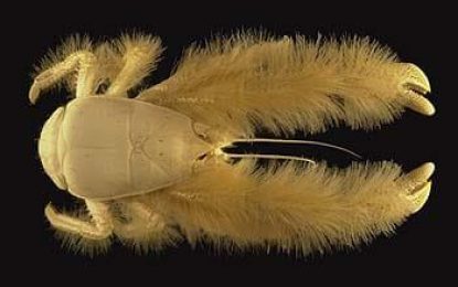 The Yeti Crab, a crustacean with fur