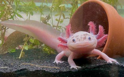 Axolotl