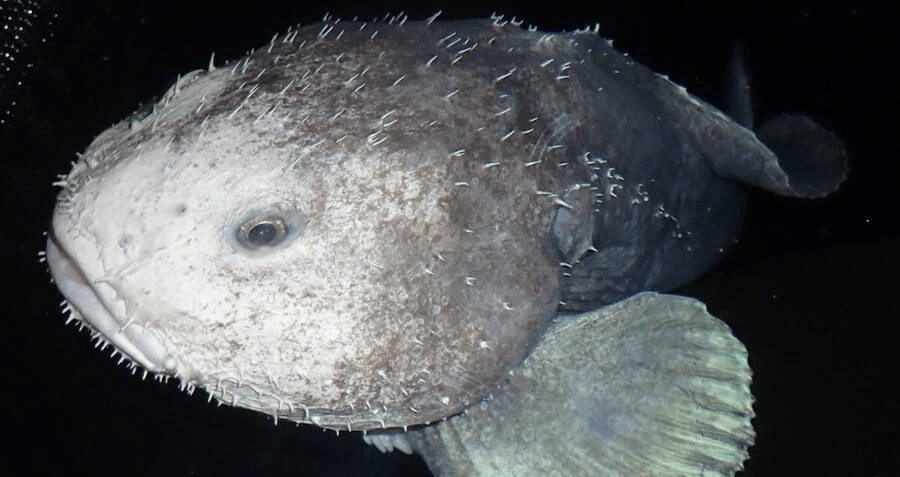 Sympathy for the ugliest animal in the world – The Fisheries Blog