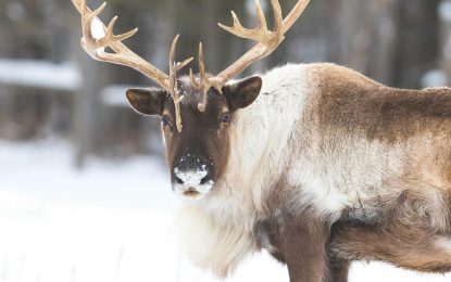 The Caribou (Reindeer)