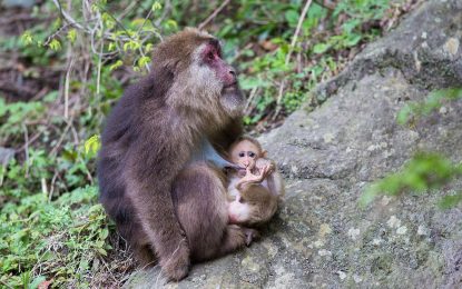 Tibetan macaque