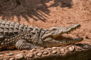 A crocodile basking in the sun