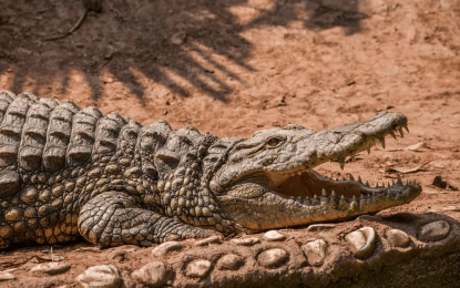 Crocodiles can grow back teeth  