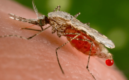 Female mosquitoes – the deadliest predator on the planet