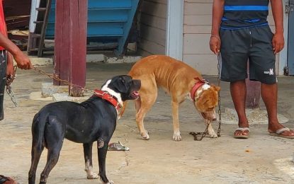 Berbice man mauled to death by mixed-breed dogs