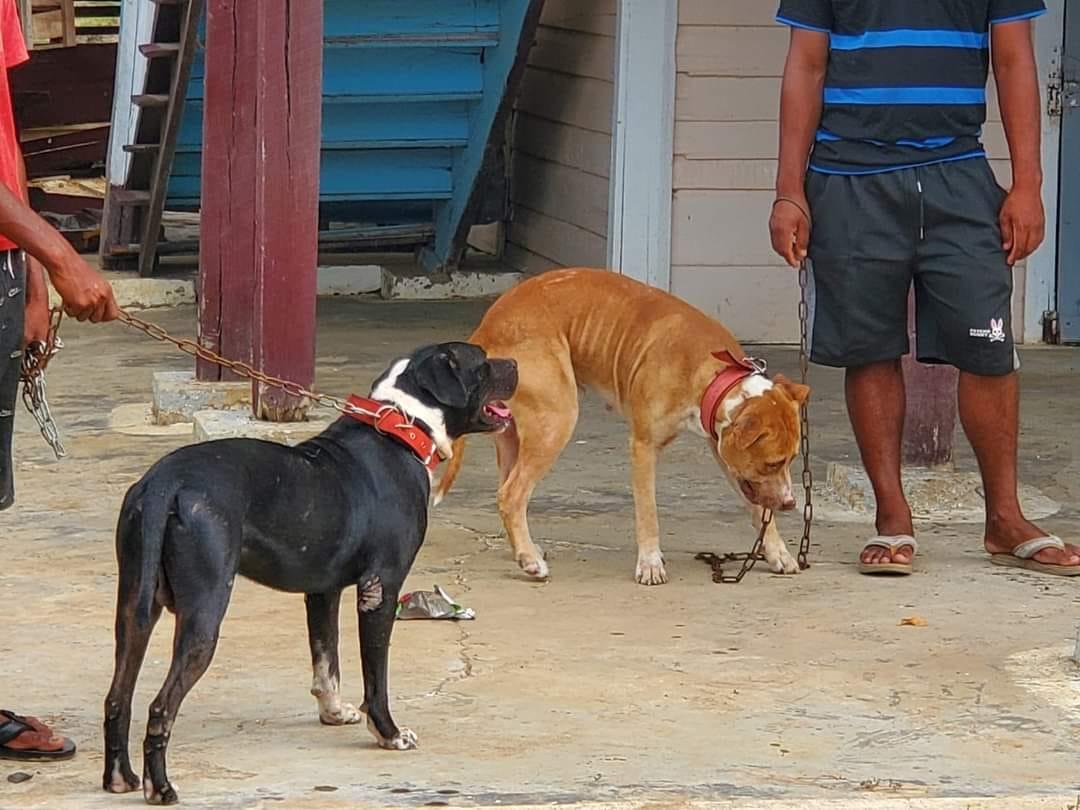 Two of the three dogs involved in the attack.