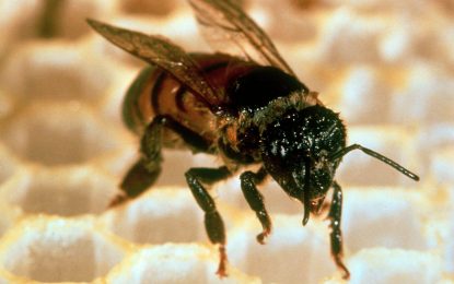 Girl hospitalised following bee attack at Mabaruma 