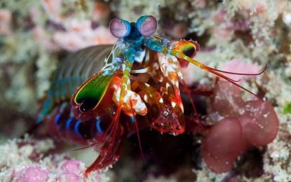 Peacock Mantis Shrimp