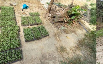 Police destroy $159M worth of cannabis at Ebini Backdam