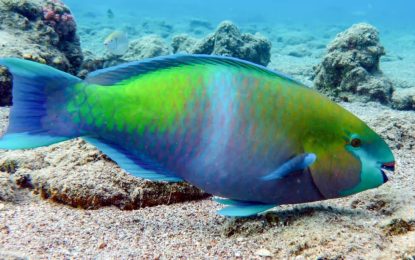 Parrotfish