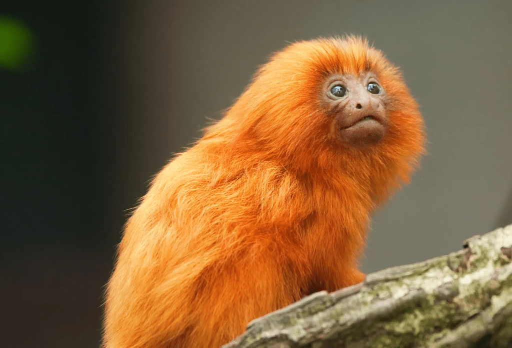 The Brazilian Golden Lion Tamarin is “endangered” - Kaieteur News