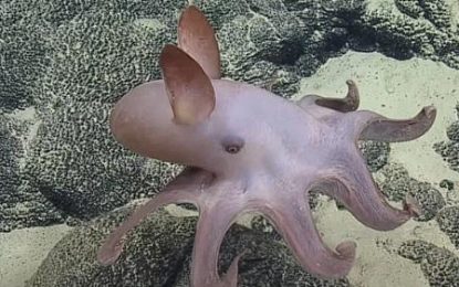 Dumbo Octopus