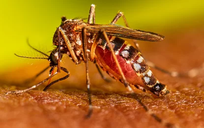 4,500 dengue deaths in Region thus far-PAHO 