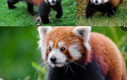 Red Panda