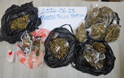 Ganja found in plant bucket at Mahdia