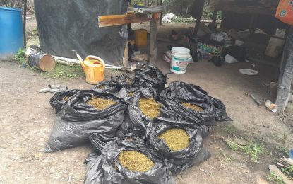 Victoria man bolts after police raid ganja camp