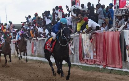 Easy Time ready to rumble at Port Mourant Horse race meet 