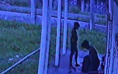 Police hunt teens who jump woman’s yard, steal puppies