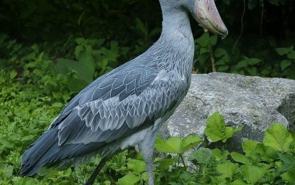 Interesting Creatures:  The shoebill