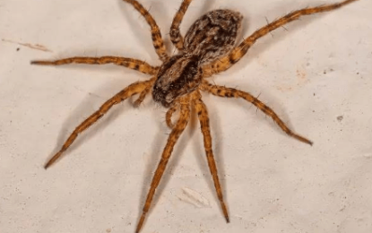 Interesting Creature  Wolf  Spiders