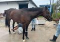 New addition Stormy Victory acclimatizing ahead of Guyana Cup