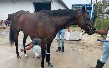 New addition Stormy Victory acclimatizing ahead of Guyana Cup