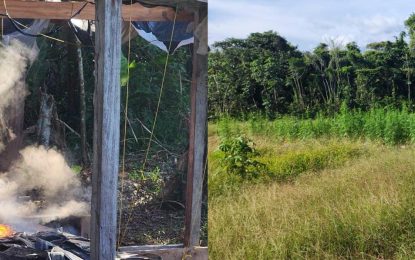 Ganja farm in Berbice River destroyed