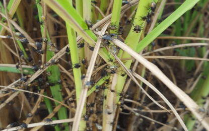 ‘Paddy bug wiped out $4B in rice cultivation in first crop’ – Mid-Year Report 