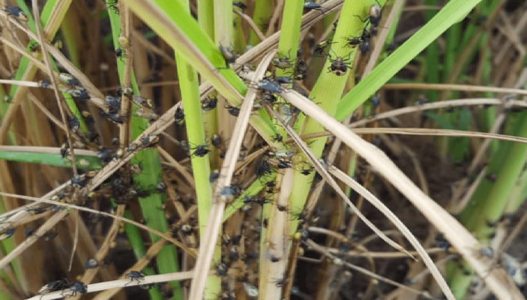 ‘Paddy bug wiped out $4B in rice cultivation in first crop’ - Mid-Year ...