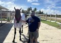 Guyana horseracing attracting new owners