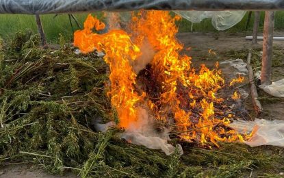 Cops burns ganja farms in Berbice